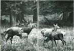 La chasse photographique.. Baufle, J.- M. & J.-P. Varin