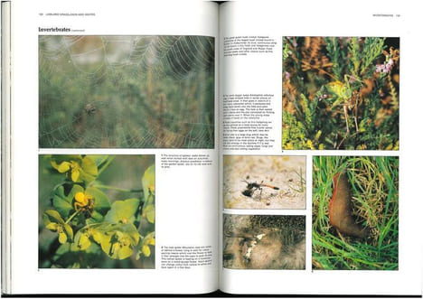 The natural history of Britain and Ireland.. Angel, Heather et al.