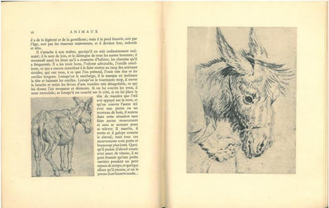 Animaux.. Buffon, M. de