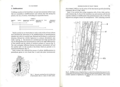 Cell differentiation and morphogenesis.