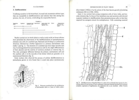 Cell differentiation and morphogenesis.. Beermann, W. et al.