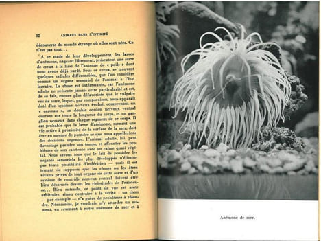 Animaux dans l'intimité.. Gooch, Bernard