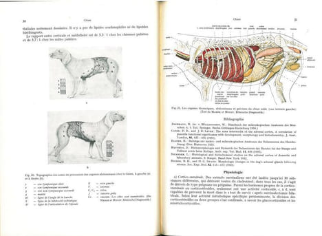 Les animaux de laboratoire (précis).. Hoffmann, G. et al.