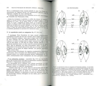 Travaux pratiques de biologie animale.