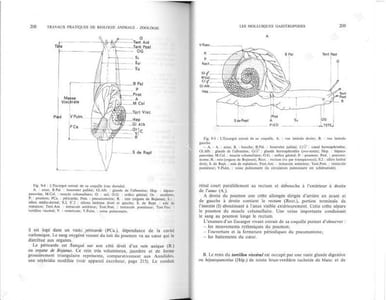 Travaux pratiques de biologie animale.