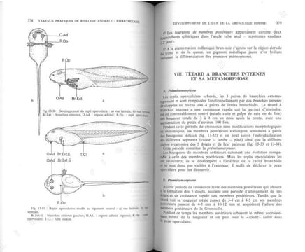 Travaux pratiques de biologie animale.. Beaumont, A. & P. Cassier