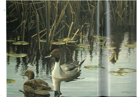 Robert Bateman. Peintre naturaliste.. Archbold, Rick