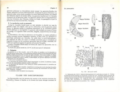 Biologie animale. Des Protozoaires aux Métazoaires épithélioneuriens. 2 volumes.