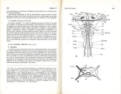 Biologie animale. Des Protozoaires aux Métazoaires épithélioneuriens. 2 volumes.. Beaumont, A. & P. Cassier