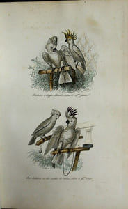 Oeuvres complètes de Buffon avec la nomenclature Linnéenne et la classification de Cuvier, revues sur l'édition in-4° de l'imprimerie royale et annotées par M. Flourens.