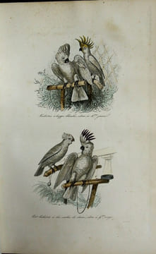 Oeuvres complètes de Buffon avec la nomenclature Linnéenne et la classification de Cuvier, revues sur l'édition in-4° de l'imprimerie royale et  ...