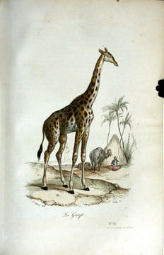 Oeuvres complètes de Buffon avec la nomenclature Linnéenne et la classification de Cuvier, revues sur l'édition in-4° de l'imprimerie royale et  ...