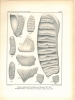 Dentition und Kranologie des Elephas antiquus Falc. mit Beiträgen über Elephas primigenius Blum. und Elephas meridionalis Nesti. I Abschnitt.. Pohlig, ...