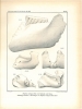 Dentition und Kranologie des Elephas antiquus Falc. mit Beiträgen über Elephas primigenius Blum. und Elephas meridionalis Nesti. I Abschnitt.. Pohlig, ...