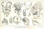 Dentition und Kranologie des Elephas antiquus Falc. mit Beiträgen über Elephas primigenius Blum. und Elephas meridionalis Nesti.. Pohlig, Hans
