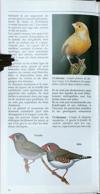 Oiseaux de compagnie.