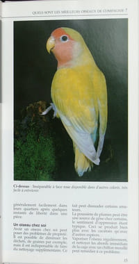 Oiseaux de compagnie.
