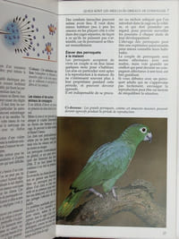 Oiseaux de compagnie.