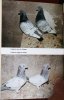 L'élevage des pigeons de rapport.. Oriol, André