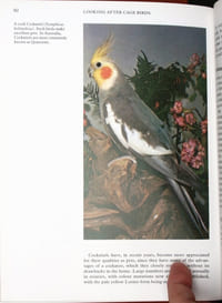 Looking after cage birds.