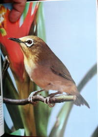 Looking after cage birds.