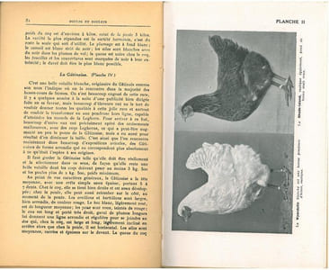Poules et poulets, méthodes modernes d'élevage.