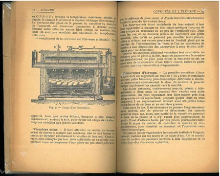 Canard, élevage de rapport.. Anonyme,