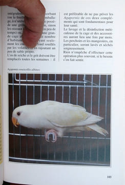Les inséparables.. Ravazzi, Giani