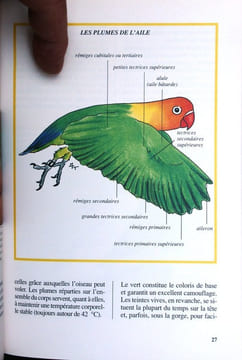 Les inséparables.. Ravazzi, Giani