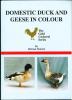 Domestic duck and geese in colour.. Roberts, Michael