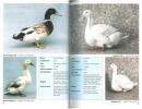 Domestic duck and geese in colour.. Roberts, Michael