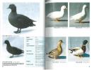 Domestic duck and geese in colour.. Roberts, Michael