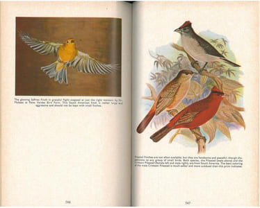 Finches and soft-billed birds.