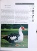 Cage and aviary bird survival manual : a comprehensive family-by-family guide to keeping cage and aviary birds.. Wellstead, G.