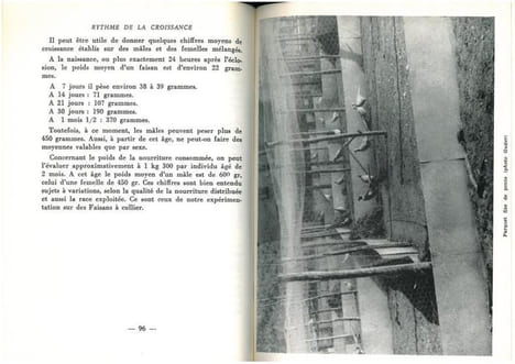 Le faisan, son élevage, ses maladies.. Lucas, A.