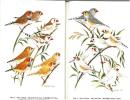 The world of zebra finches.. Rogers, C.h.