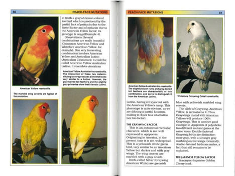 The colored atlas of lovebirds.. Angieri, A. d'