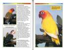The colored atlas of lovebirds.. Angieri, A. d'