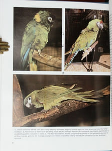 The world of macaws.