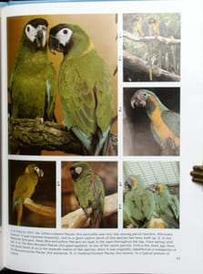 The world of macaws.