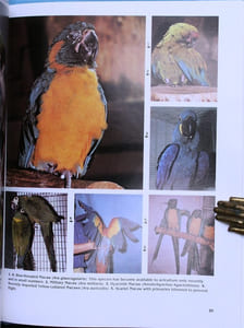 The world of macaws.