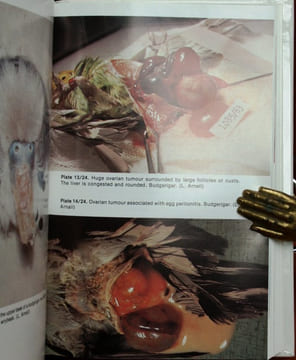 Bird diseases, an introduction to the study of birds in health and disease.. Arnall, L. & L.F. Keymer