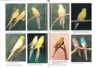 Australian grass parrakeets (the Psephotus and Northiella genera).. Sindel, S. & J. Gill