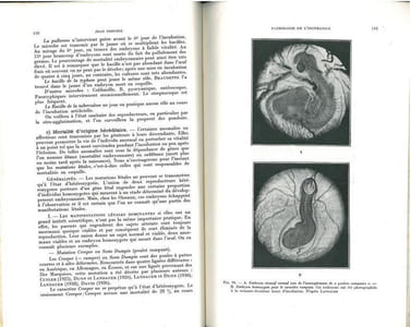 L'incubation et les maladies du poussin.