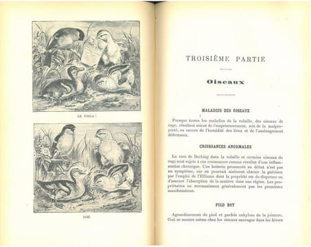 Premiers secours aux animaux malades et blessés. Les usages de l'embrocation d'Elliman pour chevaux, chiens, oiseaux et bétails.. Anonymous,