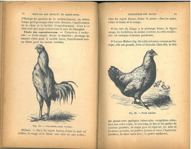 Traité de l'élevage et des maladies des animaux et oiseaux de basse-cour et des oiseaux d'agrément.