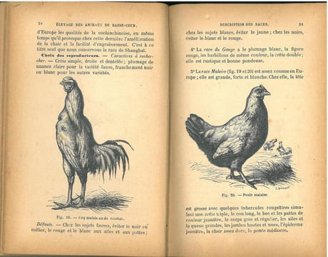 Traité de l'élevage et des maladies des animaux et oiseaux de basse-cour et des oiseaux d'agrément.. Benion, Ad.