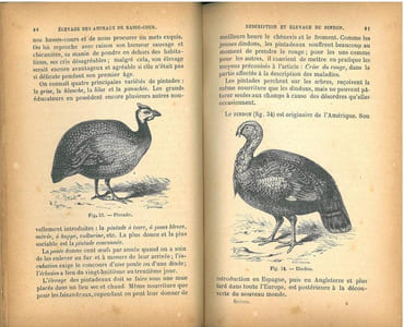 Traité de l'élevage et des maladies des animaux et oiseaux de basse-cour et des oiseaux d'agrément.