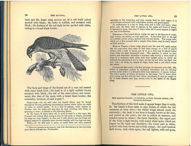 The natural history of cage birds, their management, habits, food, diseases, treatment, breeding, and the methods of catching them.