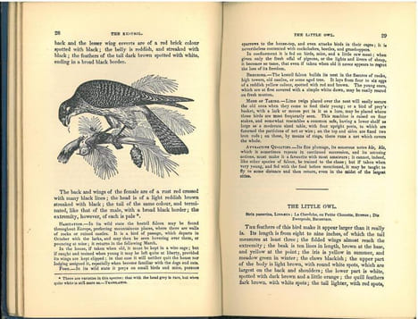 The natural history of cage birds, their management, habits, food, diseases, treatment, breeding, and the methods of catching them.. Bechstein, Johann ...
